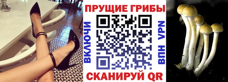 Псилоцибиновые грибы Magic Shrooms  наркота  Заводоуковск 